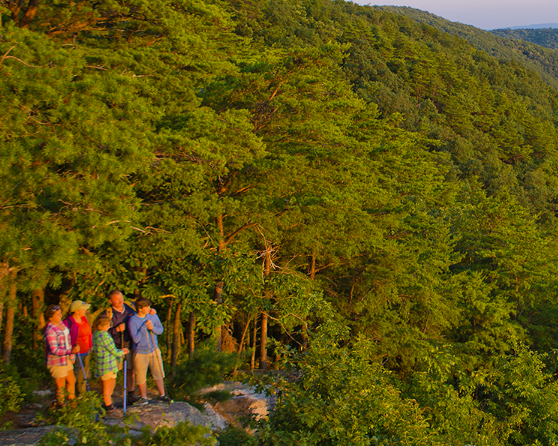 Four people stand on a rocky outcrop surrounded by dense green forest, looking out over the landscape on a sunny day.