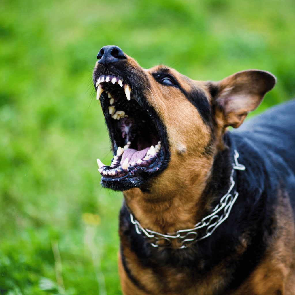 A German Shepherd with a chain collar is outdoors, showing its sharp teeth and open mouth, possibly barking or growling.