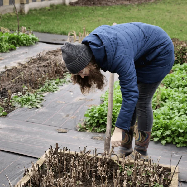 A person wearing a blue coat and gray hat bends over to tend to a garden bed with dried plants on a cloudy day.