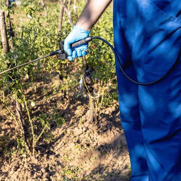 Person in blue clothing and gloves sprays plants in a garden with a handheld sprayer, standing on dry soil beside green tomato plants supported by wooden stakes.