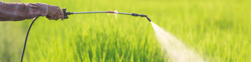 A person’s hand sprays liquid from a nozzle onto green crops in a field, with a blurred grassy background.
